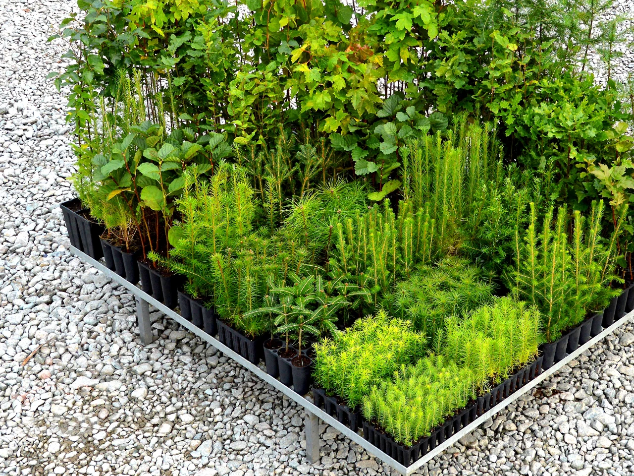 Plantines con raíz desnuda 