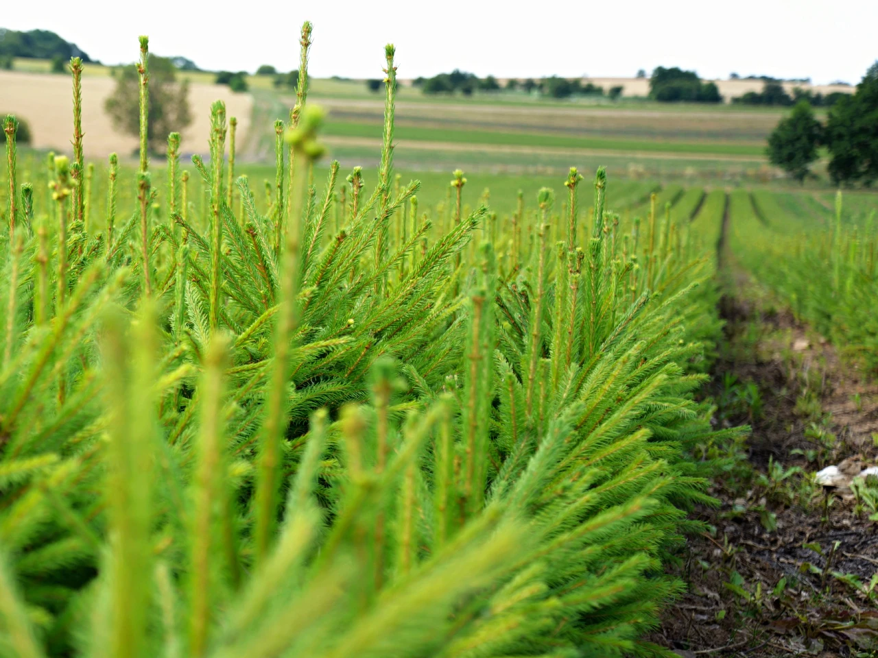 Plantines en tubetes