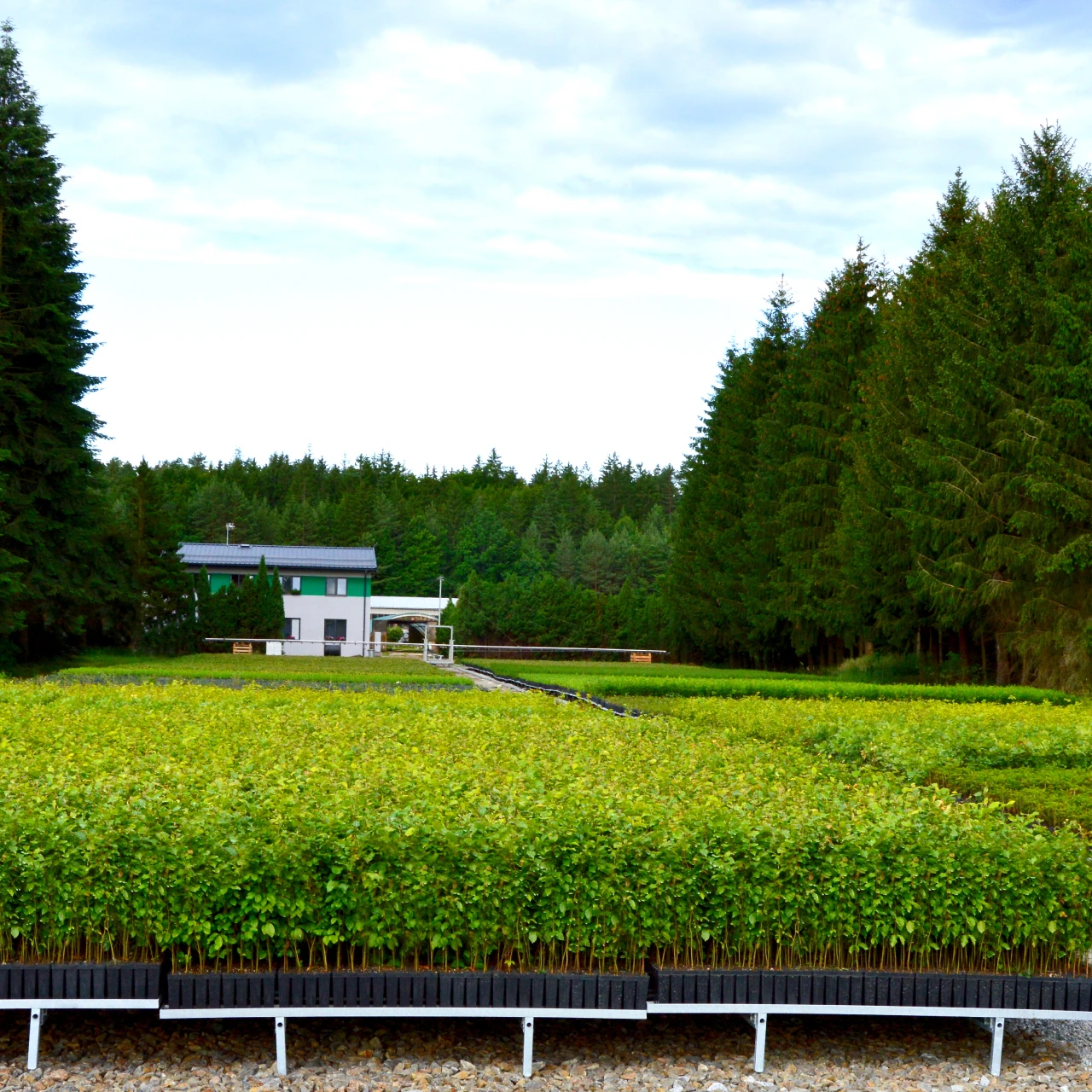 Subvención para el vivero Žofinka Subvención para el vivero Žofinka